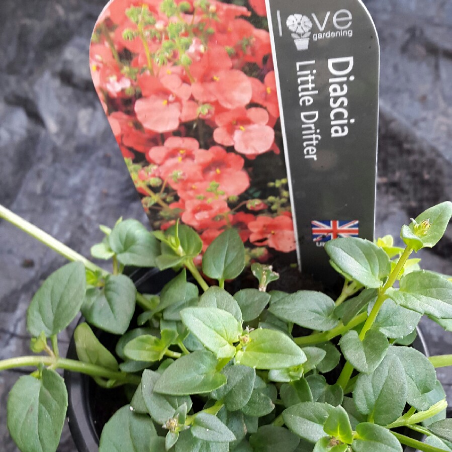 Diascia Little Drifter in the GardenTags plant encyclopedia Twinspur Little Drifter in the GardenTags plant encyclopedia