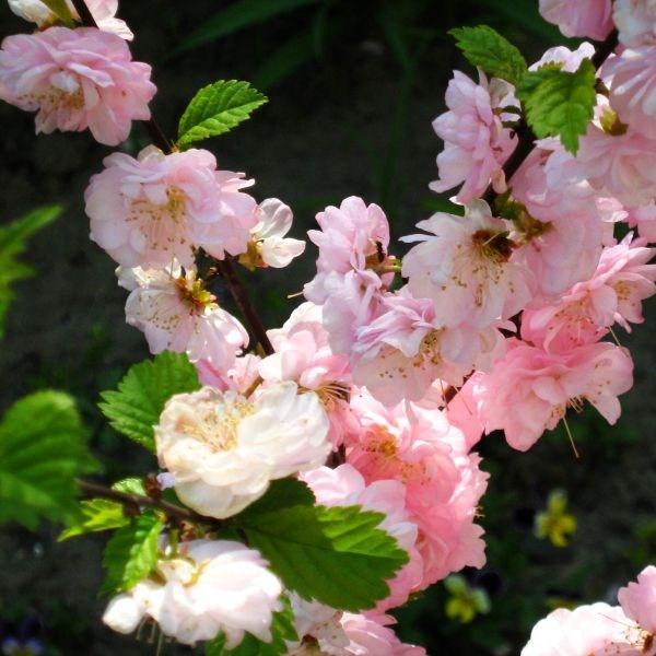 Prunus triloba in the GardenTags plant encyclopedia Flowering Almond in the GardenTags plant encyclopedia