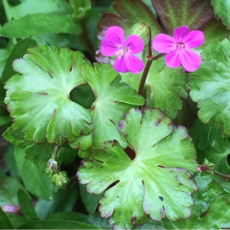Geranium lucidum in the GardenTags plant encyclopedia Shining Cranesbill in the GardenTags plant encyclopedia