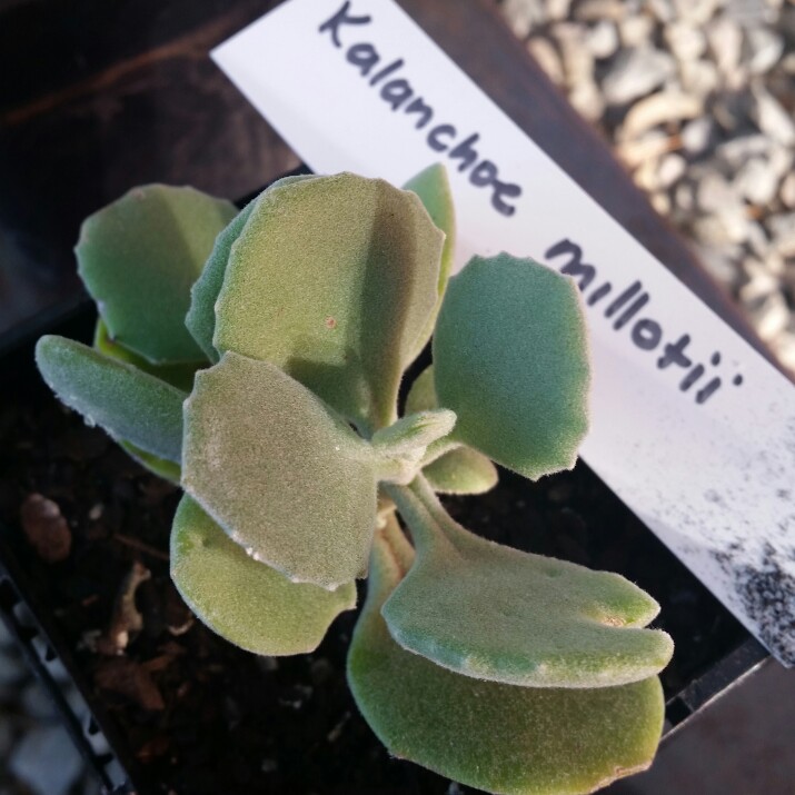 Kalanchoe millottii in the GardenTags plant encyclopedia Kalanchoe millottii in the GardenTags plant encyclopedia