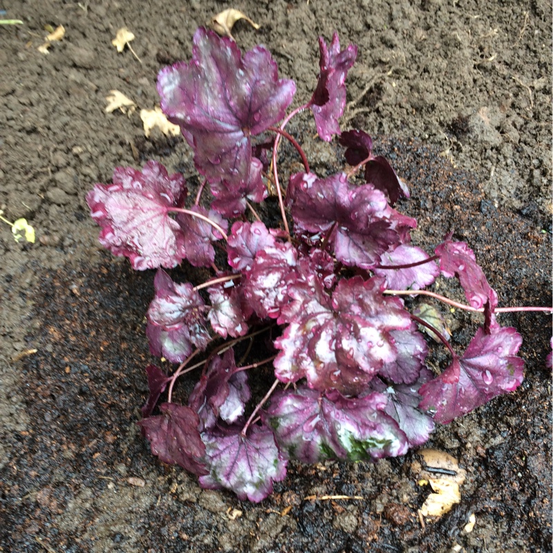 Heuchera Plum Royale in the GardenTags plant encyclopedia Alumroot Plum Royale in the GardenTags plant encyclopedia