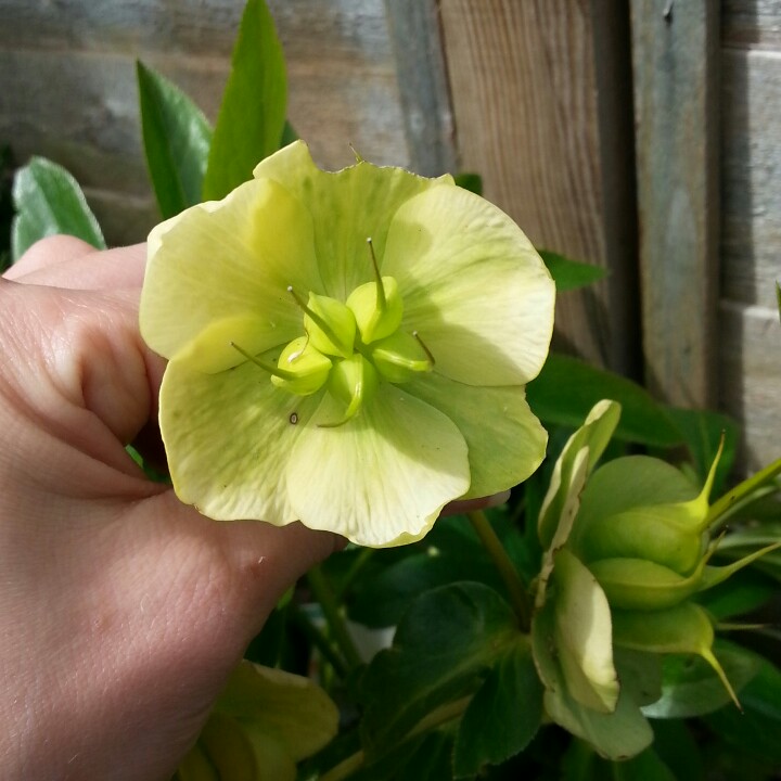 Helleborus x hybridus White Lady (Lady Series) in the GardenTags plant encyclopedia Hellebore White Lady in the GardenTags plant encyclopedia
