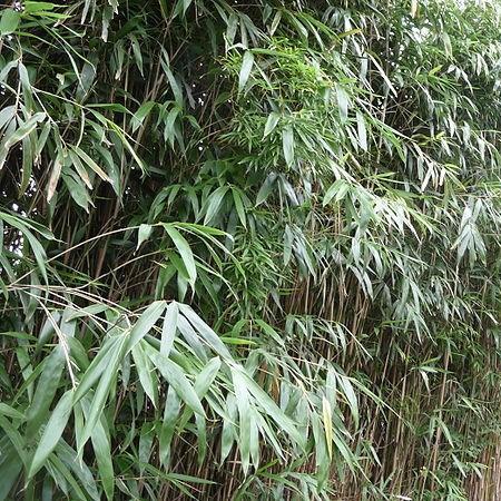 Arrow bamboo in the GardenTags plant encyclopedia