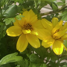 Bidens ferulifolia Pirates Booty in the GardenTags plant encyclopedia Beggarticks Pirates Booty in the GardenTags plant encyclopedia