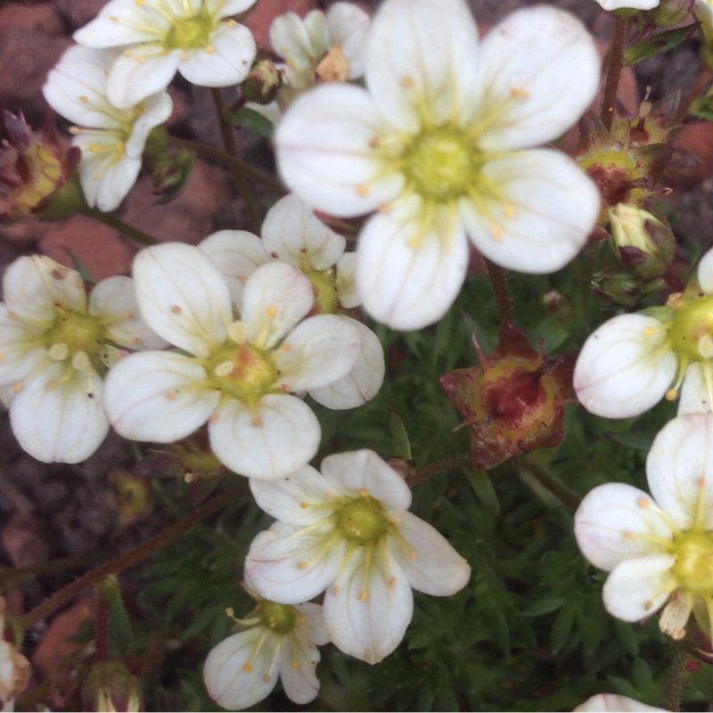 Saxifraga White Pixie in the GardenTags plant encyclopedia Saxifrage White Pixie in the GardenTags plant encyclopedia
