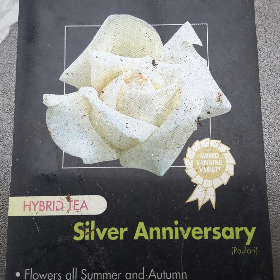 Rosa Poulari syn. Rosa Silver Anniversary, Rosa Roy Black, Rosa Isis, Rosa Karen Blixen in the GardenTags plant encyclopedia Rose Silver Anniversary (Hybrid Tea) in the GardenTags plant encyclopedia