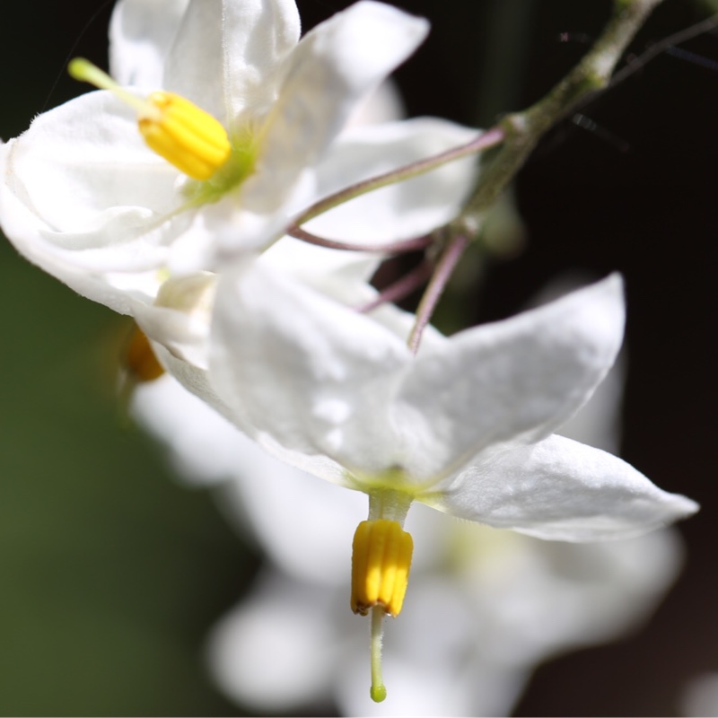 Solanum laxum Album syn. S. jasminoides Album in the GardenTags plant encyclopedia Potato Vine Album in the GardenTags plant encyclopedia
