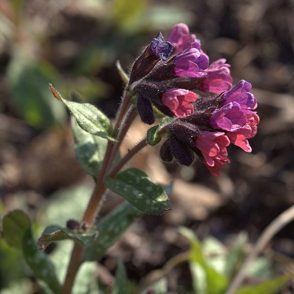 Pulmonaria saccharata in the GardenTags plant encyclopedia Bethlehem lungwort in the GardenTags plant encyclopedia