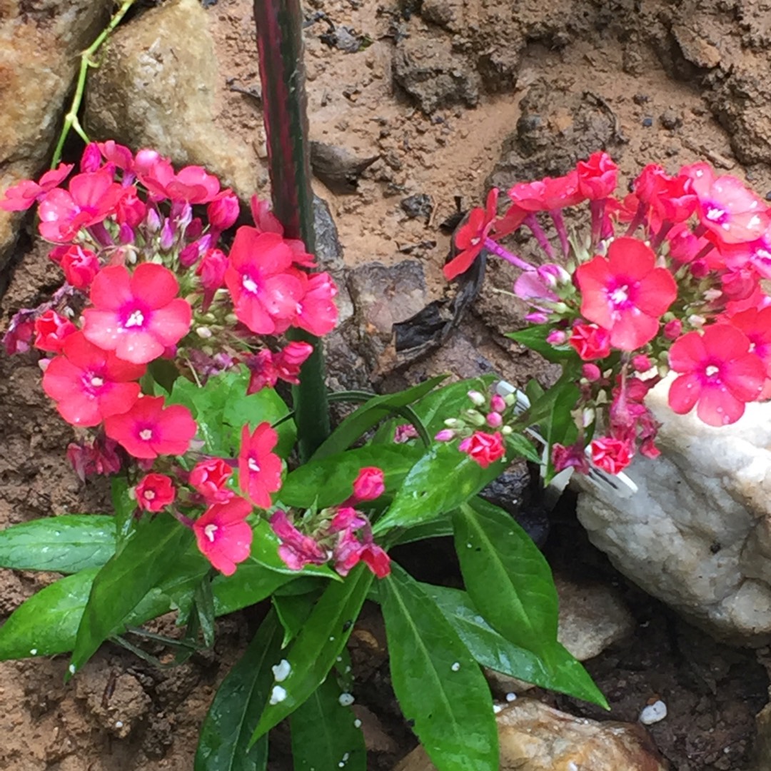 Phlox paniculata Orange Perfection in the GardenTags plant encyclopedia Phlox Orange Perfection in the GardenTags plant encyclopedia