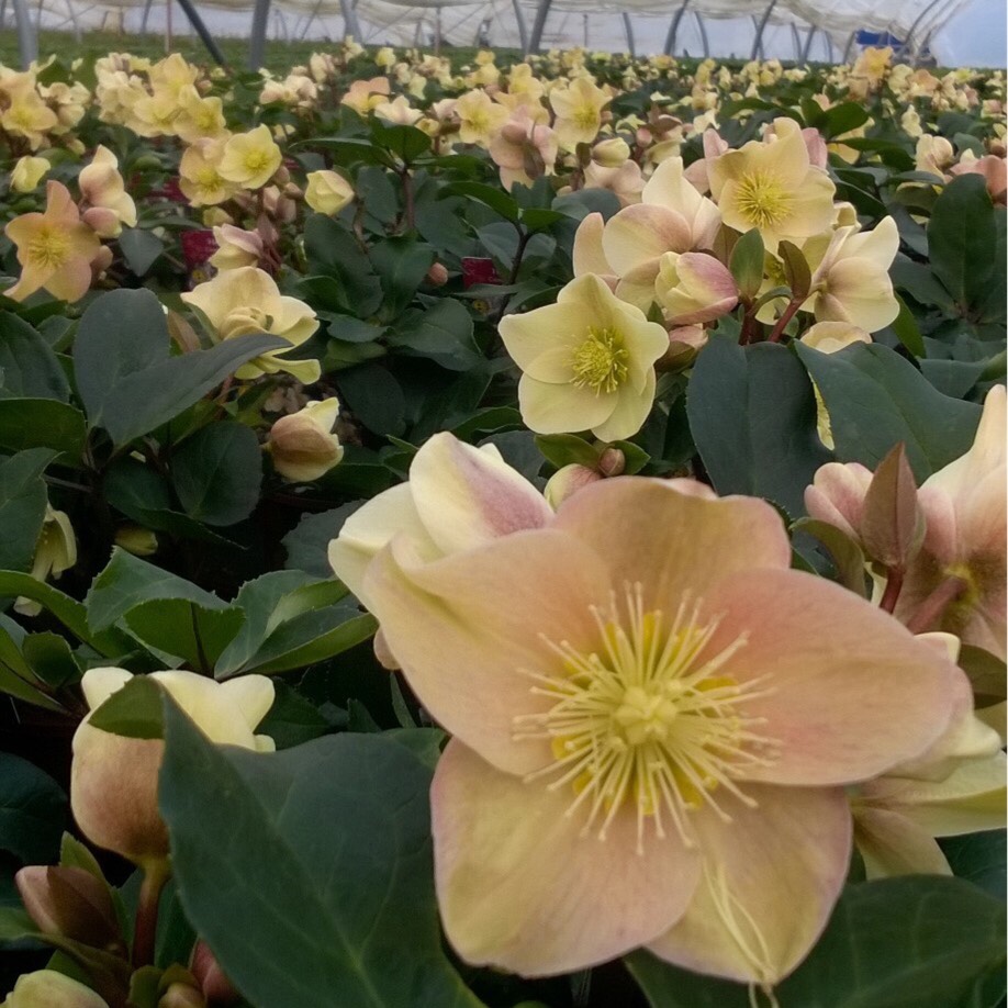 Helleborus Coseh 700 syn. Helleborus HGC Cinnamon Snow in the GardenTags plant encyclopedia Hellebore HGC Cinnamon Snow in the GardenTags plant encyclopedia