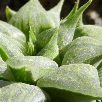 Haworthia magnifica var. Acuminata in the GardenTags plant encyclopedia Haworthia in the GardenTags plant encyclopedia