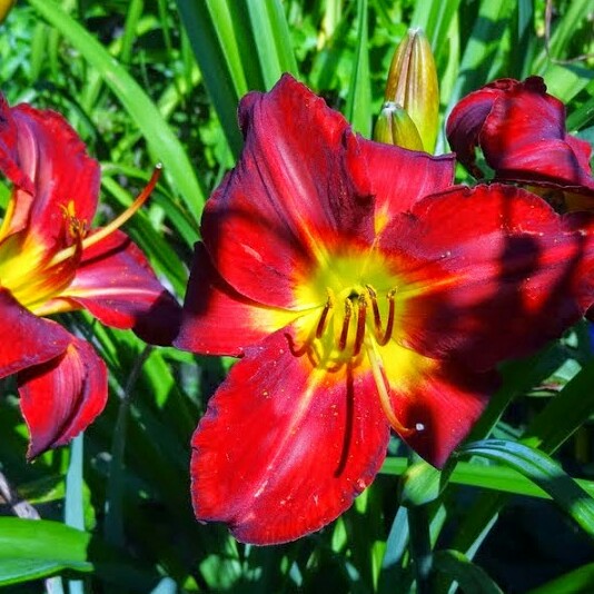 Hemerocallis Jolly Hearts in the GardenTags plant encyclopedia Daylily Jolly Hearts in the GardenTags plant encyclopedia
