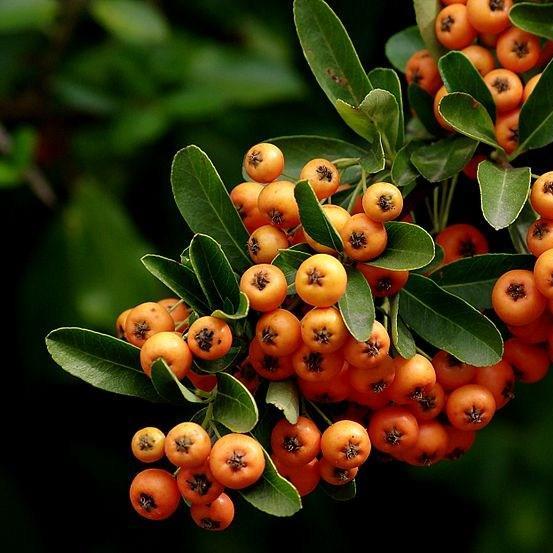 Pyracantha Orange Glow in the GardenTags plant encyclopedia Firethorn Orange Glow in the GardenTags plant encyclopedia