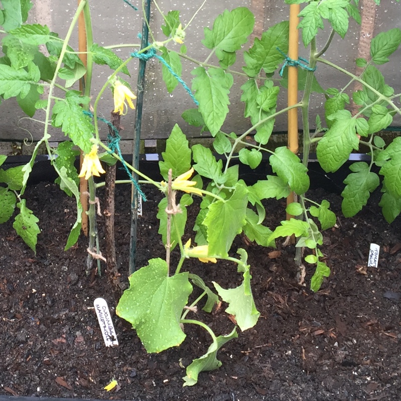 Cucumber Marketmore in the GardenTags plant encyclopedia