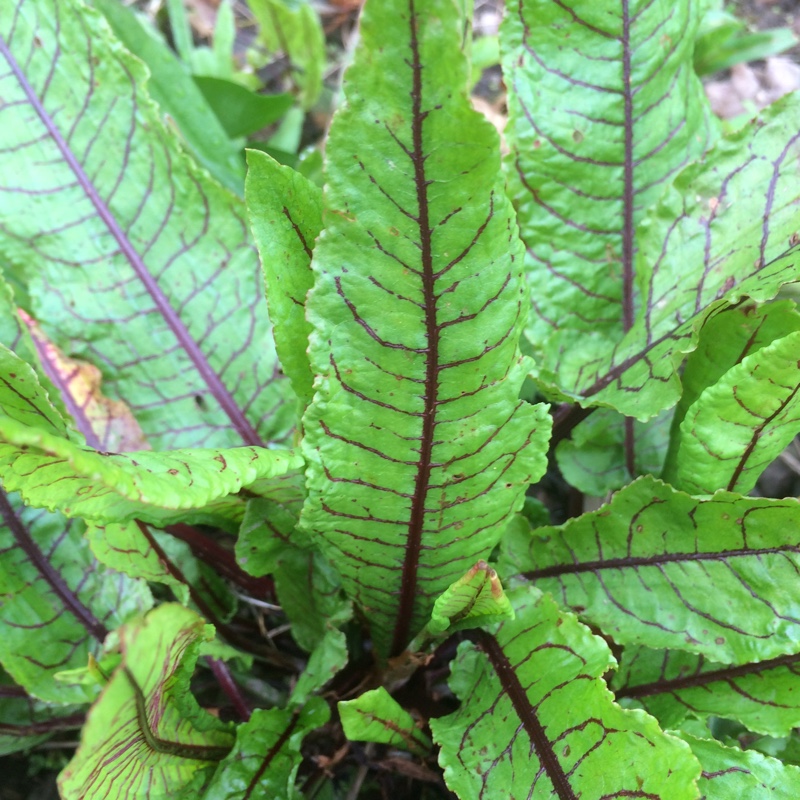 Rumex sanguineus var. sanguineus in the GardenTags plant encyclopedia Blood Dock in the GardenTags plant encyclopedia