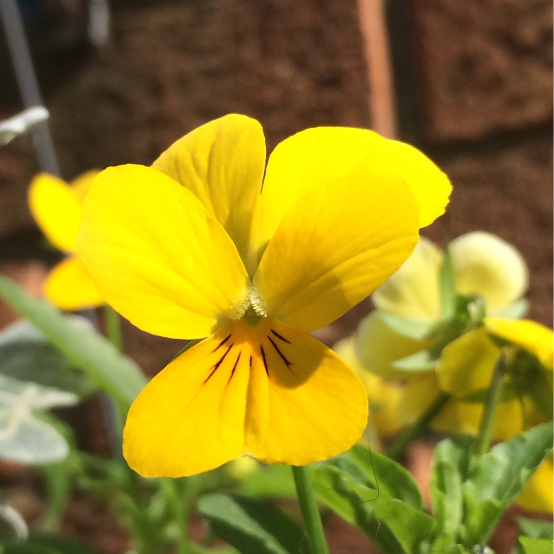 Viola x wittrockiana Panola yellow in the GardenTags plant encyclopedia Pansy Panola yellow in the GardenTags plant encyclopedia