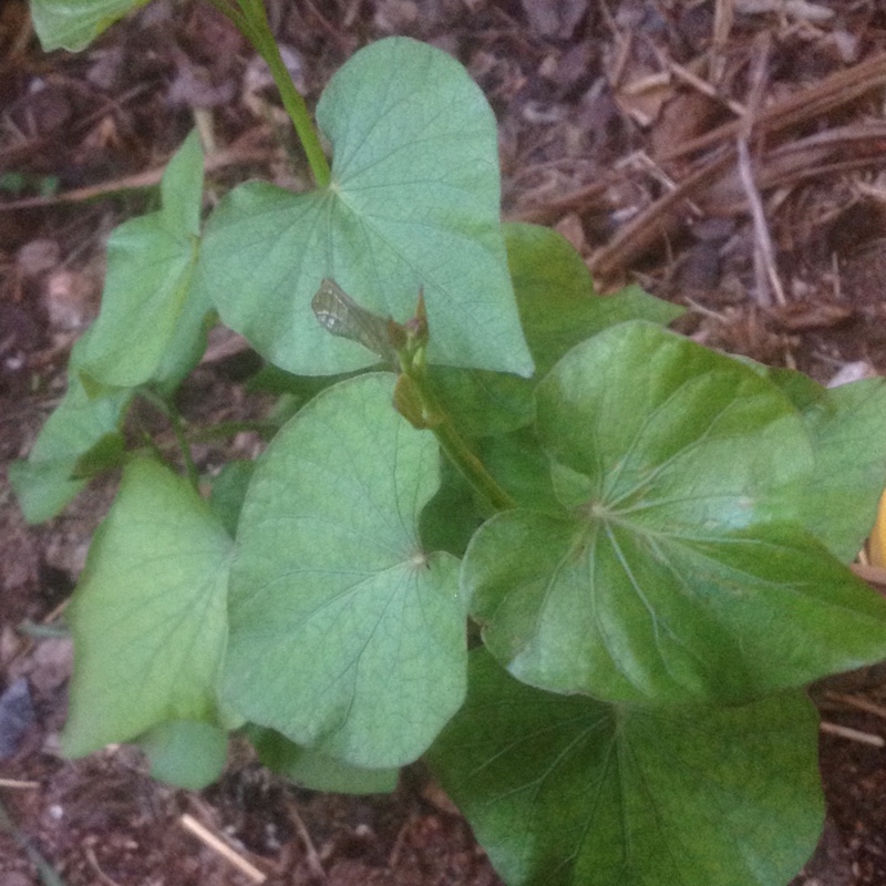 Ipomoea Batatas in the GardenTags plant encyclopedia Sweet Potato in the GardenTags plant encyclopedia