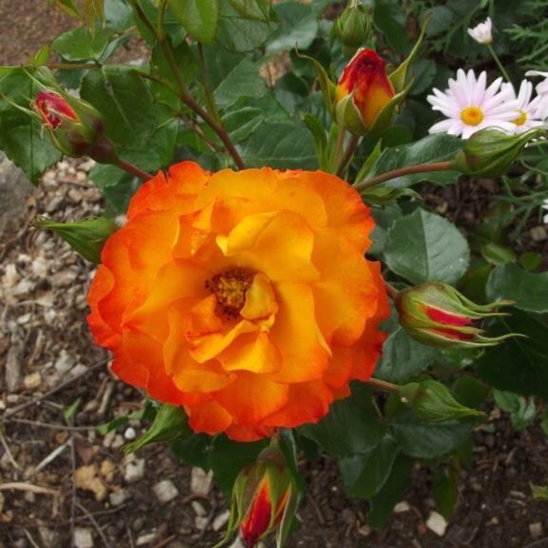 Rosa Wildcat in the GardenTags plant encyclopedia Rose Wildcat in the GardenTags plant encyclopedia