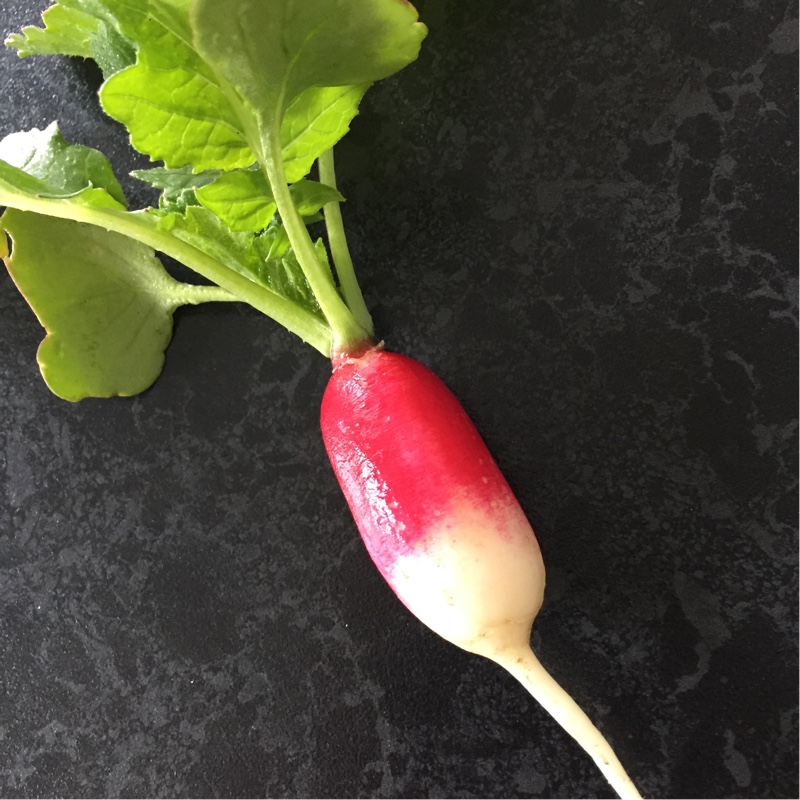 Raphanus sativus French Breakfast in the GardenTags plant encyclopedia Radish French Breakfast in the GardenTags plant encyclopedia