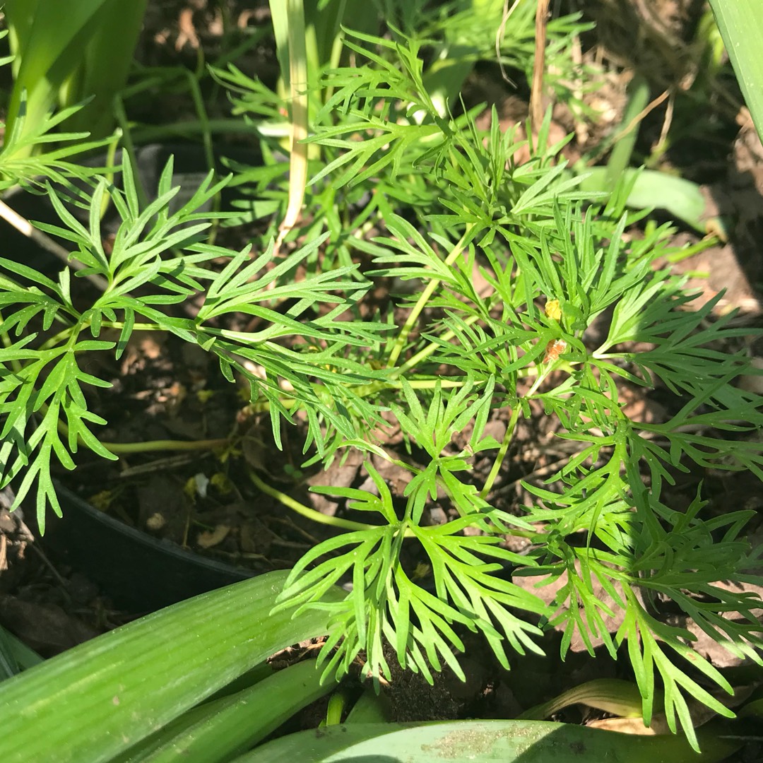 Paeonia tenuifolia in the GardenTags plant encyclopedia Fern Leaf Peony in the GardenTags plant encyclopedia