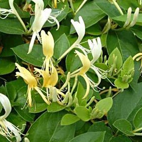 Honeysuckle Halls Prolific in the GardenTags plant encyclopedia