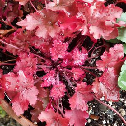 Heuchera Cinnamon Curls in the GardenTags plant encyclopedia Alumroot Cinnamon Curls in the GardenTags plant encyclopedia