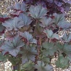 Heuchera villosa Bronze Wave in the GardenTags plant encyclopedia Alumroot Bronze Wave in the GardenTags plant encyclopedia