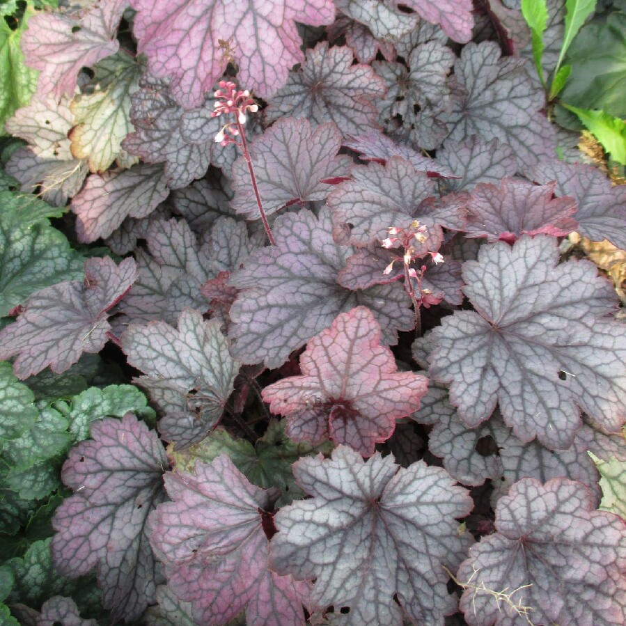 Heuchera Carnival Rose Granita (Carnival Series) in the GardenTags plant encyclopedia Alumroot Carnival Rose Granita in the GardenTags plant encyclopedia