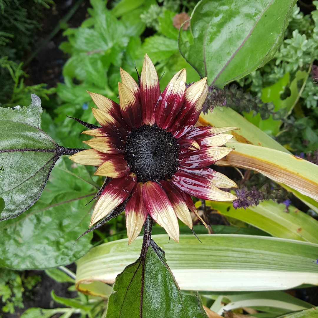 Helianthus annuus Ms Mars in the GardenTags plant encyclopedia Sunflower Ms Mars in the GardenTags plant encyclopedia