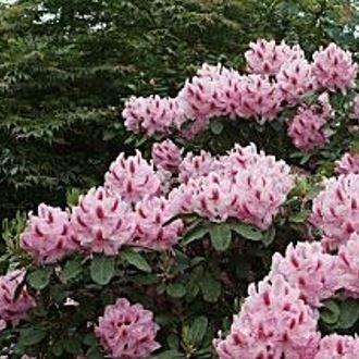 Rhododendron Furnivalls Daughter in the GardenTags plant encyclopedia Rhododendron Furnivalls Daughter in the GardenTags plant encyclopedia