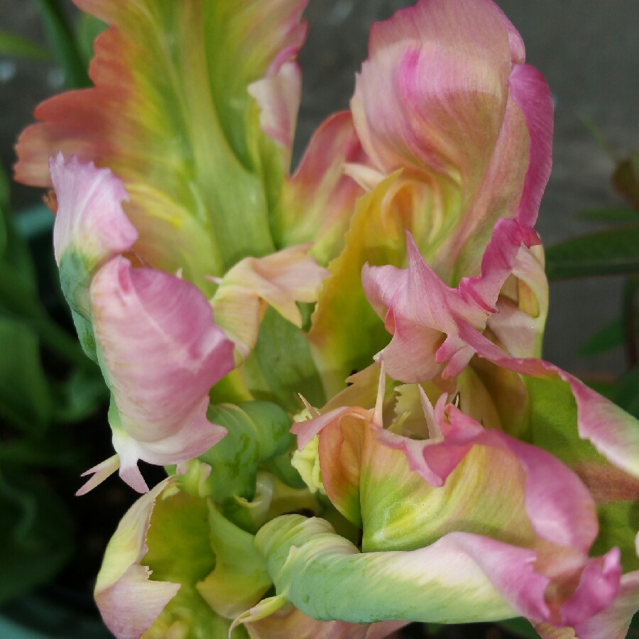 Tulipa Green Wave in the GardenTags plant encyclopedia Tulip Green Wave (Parrot) in the GardenTags plant encyclopedia