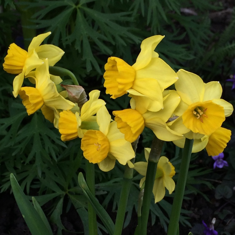 Narcissus Cornish Chuckles syn. Narcissus Superstar in the GardenTags plant encyclopedia Daffodil Cornish Chuckles (Misc) in the GardenTags plant encyclopedia