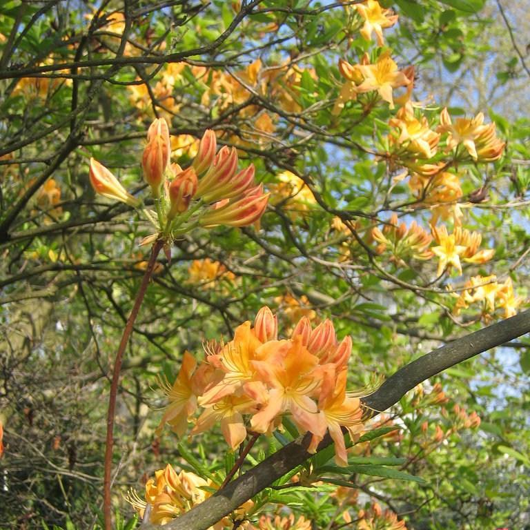 Rhododendron Hollandia in the GardenTags plant encyclopedia Rhododendron Hollandia in the GardenTags plant encyclopedia