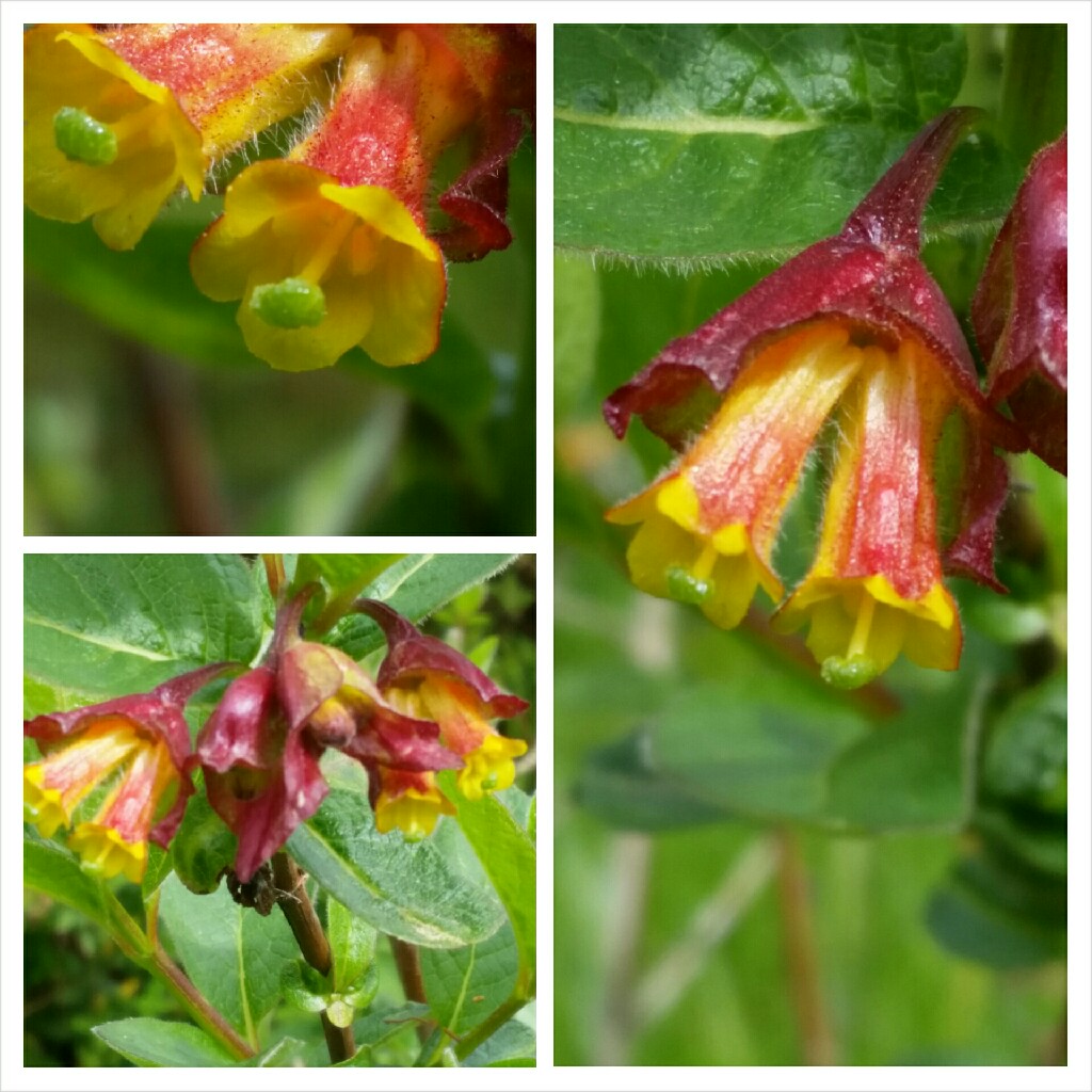 Lonicera involucrata var. ledebourii in the GardenTags plant encyclopedia Californian Honeysuckle Ledebourii in the GardenTags plant encyclopedia