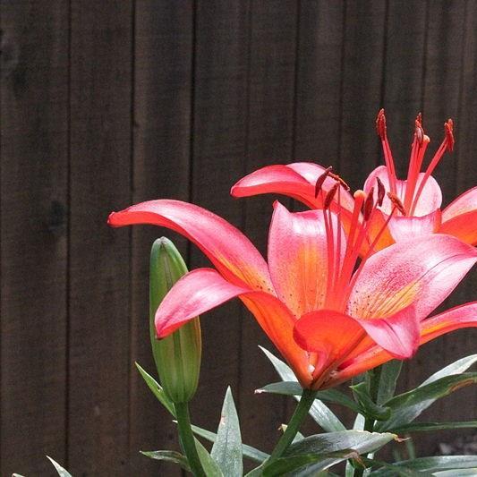 Lilium Matrix in the GardenTags plant encyclopedia Lily Matrix (Asiatic) in the GardenTags plant encyclopedia