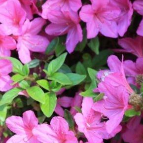 Rhododendron Lilac time in the GardenTags plant encyclopedia Azalea Lilac time in the GardenTags plant encyclopedia