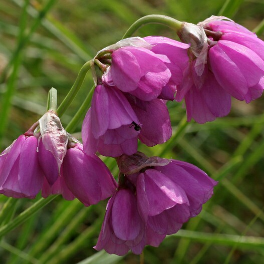 Allium narcissiflorum in the GardenTags plant encyclopedia Allium (Species) Piedmont Garlic in the GardenTags plant encyclopedia