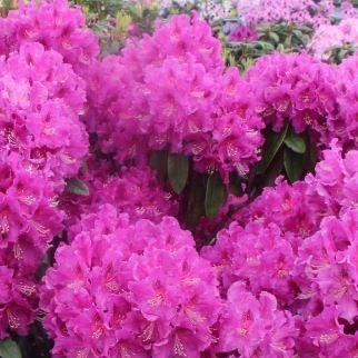 Rhododendron Lilofee in the GardenTags plant encyclopedia Rhododendron Lilofee in the GardenTags plant encyclopedia
