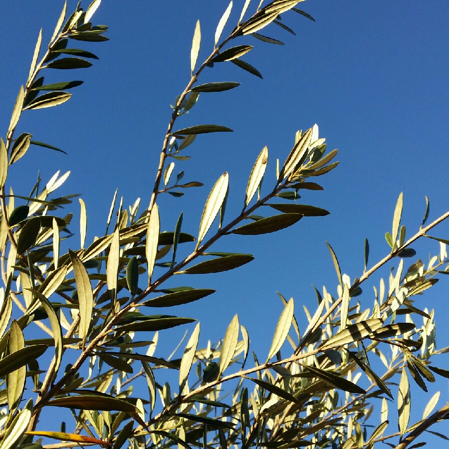 Olea europaea Kalamata in the GardenTags plant encyclopedia Olive Kalamata in the GardenTags plant encyclopedia