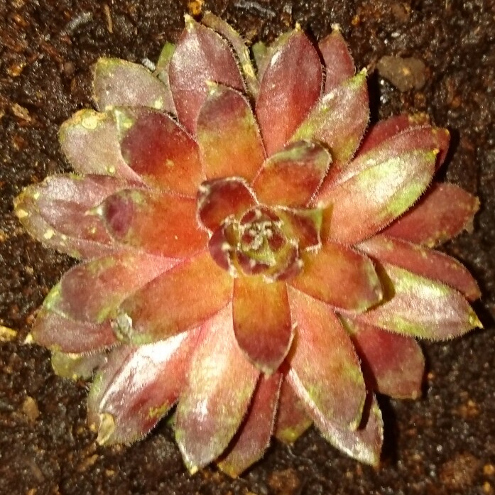 Sempervivum Sirius in the GardenTags plant encyclopedia Sempervivum Sirius in the GardenTags plant encyclopedia