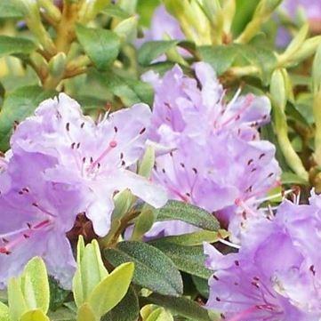 Rhododendron Praecox in the GardenTags plant encyclopedia