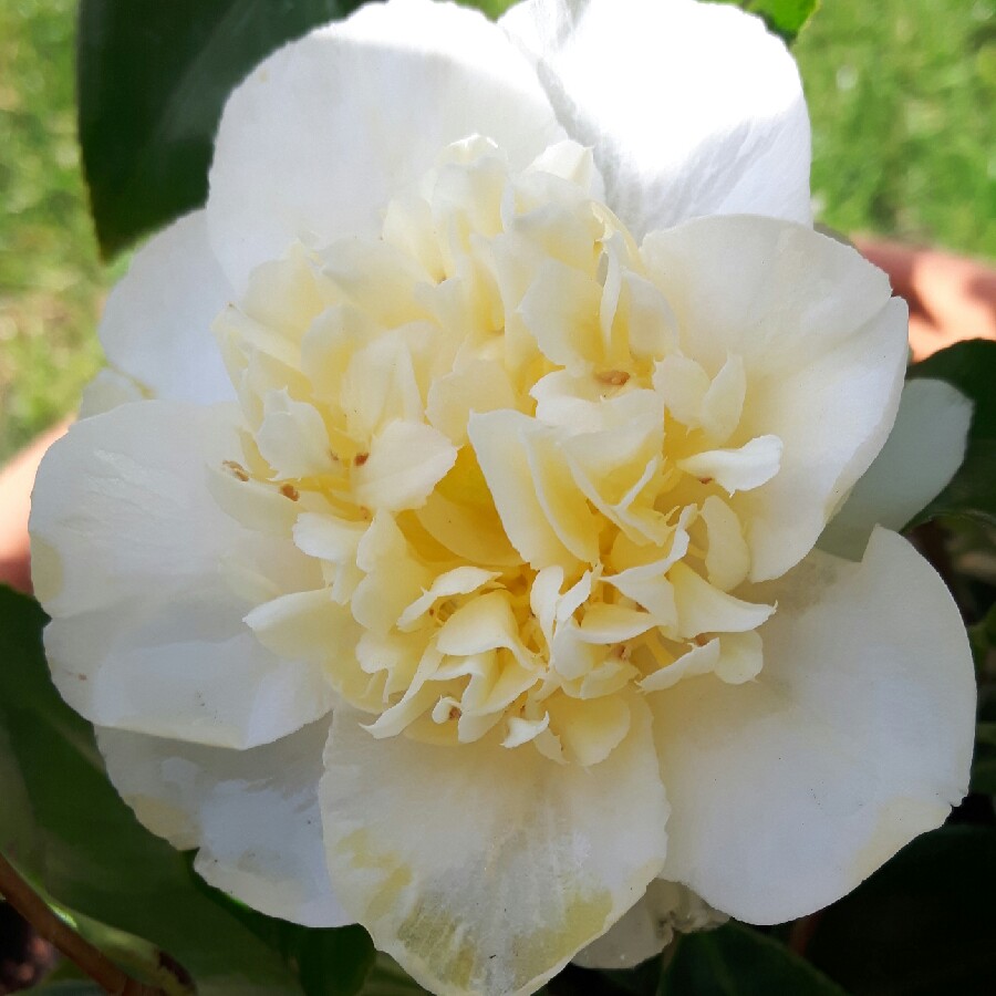 Camellia x williamsii Jurys Yellow in the GardenTags plant encyclopedia Camellia Jurys Yellow in the GardenTags plant encyclopedia