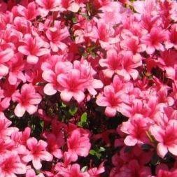 Rhododendron obtusum Silvester in the GardenTags plant encyclopedia Azalea Silvester in the GardenTags plant encyclopedia