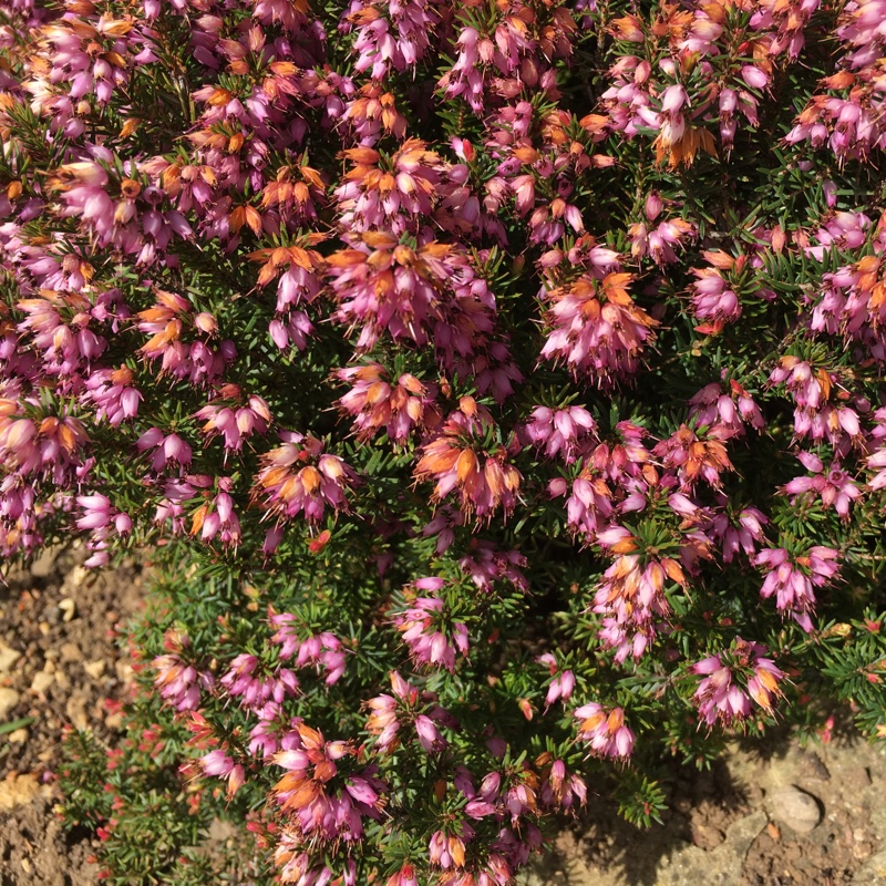 Erica carnea Myretoun Ruby in the GardenTags plant encyclopedia Winter Heath Myretoun Ruby in the GardenTags plant encyclopedia