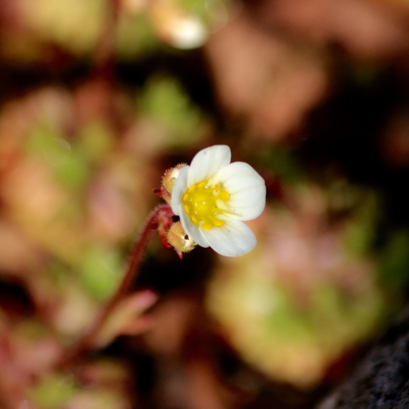 Saxifraga x arendsii Mossy White in the GardenTags plant encyclopedia Saxifrage Mossy White in the GardenTags plant encyclopedia