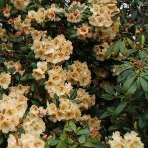Rhododendron Viscy in the GardenTags plant encyclopedia Rhododendron Viscy in the GardenTags plant encyclopedia