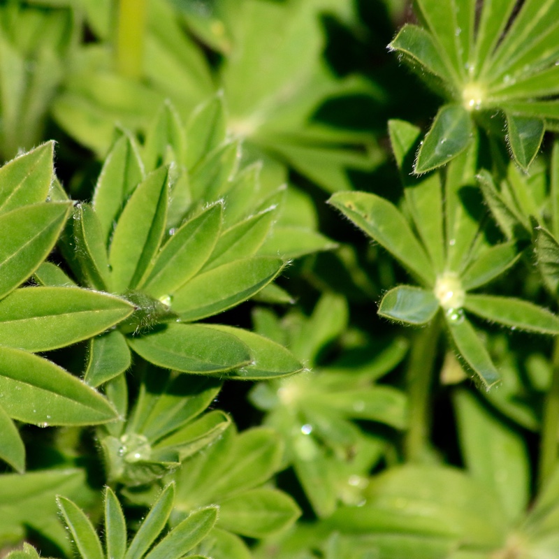 Lupinus Noble Maiden in the GardenTags plant encyclopedia Lupin Noble Maiden in the GardenTags plant encyclopedia