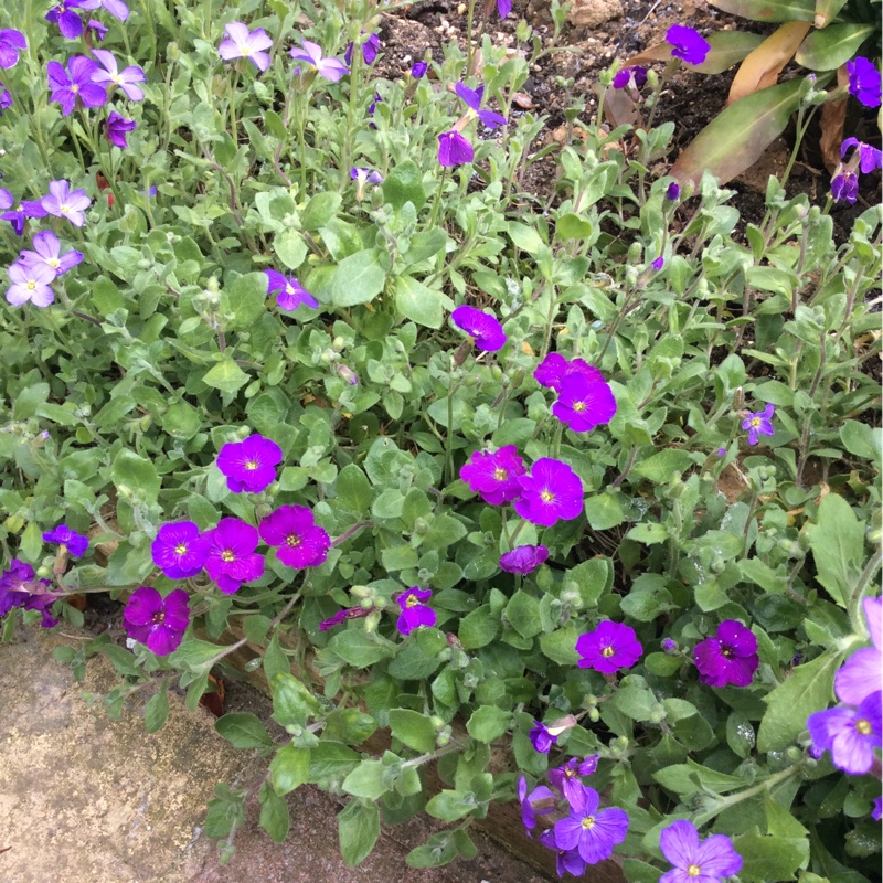Rock Cress in the GardenTags plant encyclopedia