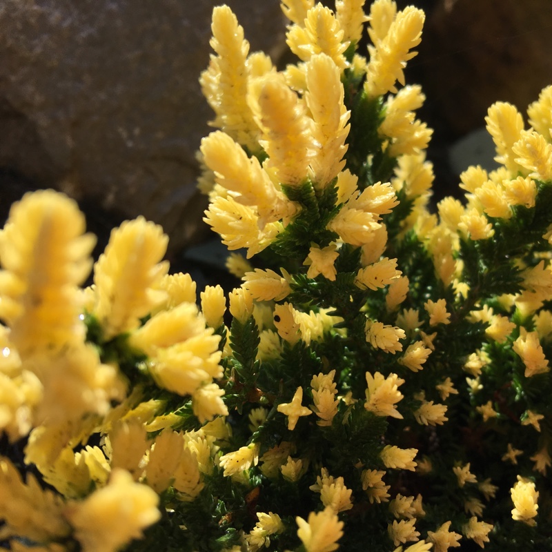 Calluna vulgaris Sun Sprinkles in the GardenTags plant encyclopedia Common Heather Sun Sprinkles in the GardenTags plant encyclopedia