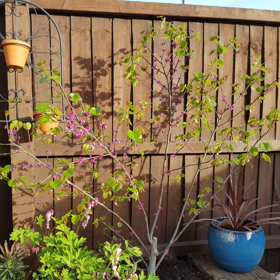 Cercis canadensis Oklahoma in the GardenTags plant encyclopedia Texas Redbud in the GardenTags plant encyclopedia